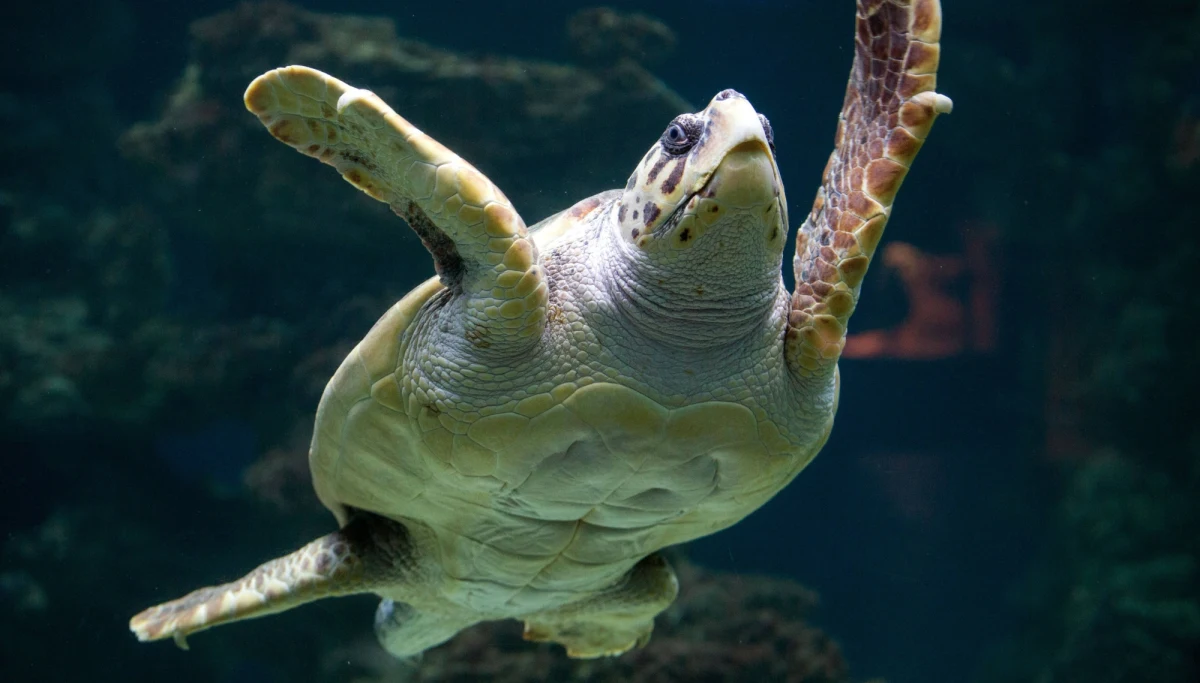 Polscy turyści utknęli na greckiej wyspie Zakynthos - informujecie nas na Gorącą Linię RMF FM. Chodzi o 180 osób. Dodatkowo dzisiaj doszła grupa ludzi, którzy na lotnisku w Warszawie czekają na przelot na tę wyspę.