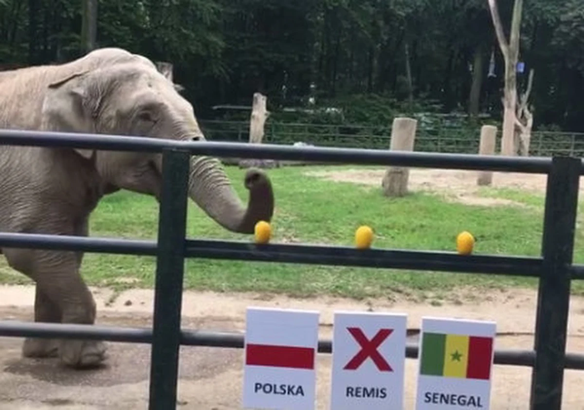 W tym roku podczas mundialu w Rosji wyniki meczów polskiej reprezentacji typuje słonica Citta z krakowskiego zoo. Mogliście już ją poznać przy okazji Euro 2012. Dziś przed południem Citta wskazała zwycięzcę w spotkaniu Polska – Senegal. Energicznie i bez wahania wybrała biało-czerwoną drużynę! 