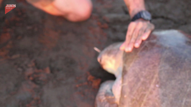 Biolog nagrał krótkie wideo pokazujące skale problemu jakim są pływające plastikowe odpady w morzach oraz oceanach. Będąc w Kostaryce odkrył dramatyczny widok. Nie marnując ani chwili pomógł żółwiowi, który miał plastikowy widelec w... nosie. 
