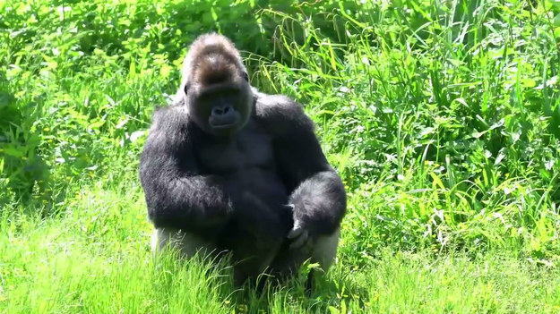 Bohaterem nagrania jest 36-letni goryl z jednego z zoo w Anglii. Zwierzę na początku zachęcał wszystkich odwiedzających, aby ci rzucili mu jedzenie. Kiedy w końcu jeden z turystów zrobił to, ten popisał się niesamowitym refleksem i złapał pomidora. 