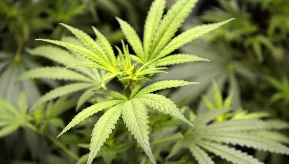 ​Stołeczna policja zatrzymała 20 osób, które usłyszały zarzuty z ustawy o przeciwdziałaniu narkomanii. Pięć z nich zostało aresztowanych.