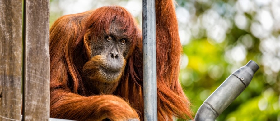 ​62-letnia samica Puan była najstarszym znanym na świecie orangutanem sumatrzańskim. W 2016 roku wpisano ją do Księgi Rekordów Guinnessa. Puan mieszkała w zoo w australijskim Perth, gdzie w poniedziałek poddano ją eutanazji. 