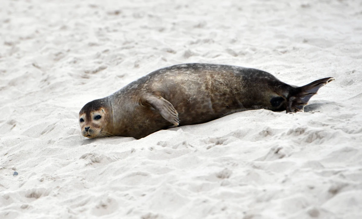 Kolejna martwa foka na wybrzeżu Bałtyku. Zwierzę znaleziono przy falochronie na plaży w okolicy Kamiennego Szańca w Kołobrzegu. Na ciele foki nie stwierdzono widocznych obrażeń.