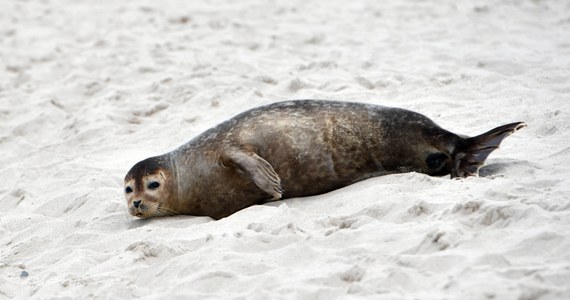 Kolejna martwa foka na wybrzeżu Bałtyku. Zwierzę znaleziono przy falochronie na plaży w okolicy Kamiennego Szańca w Kołobrzegu. Na ciele foki nie stwierdzono widocznych obrażeń.