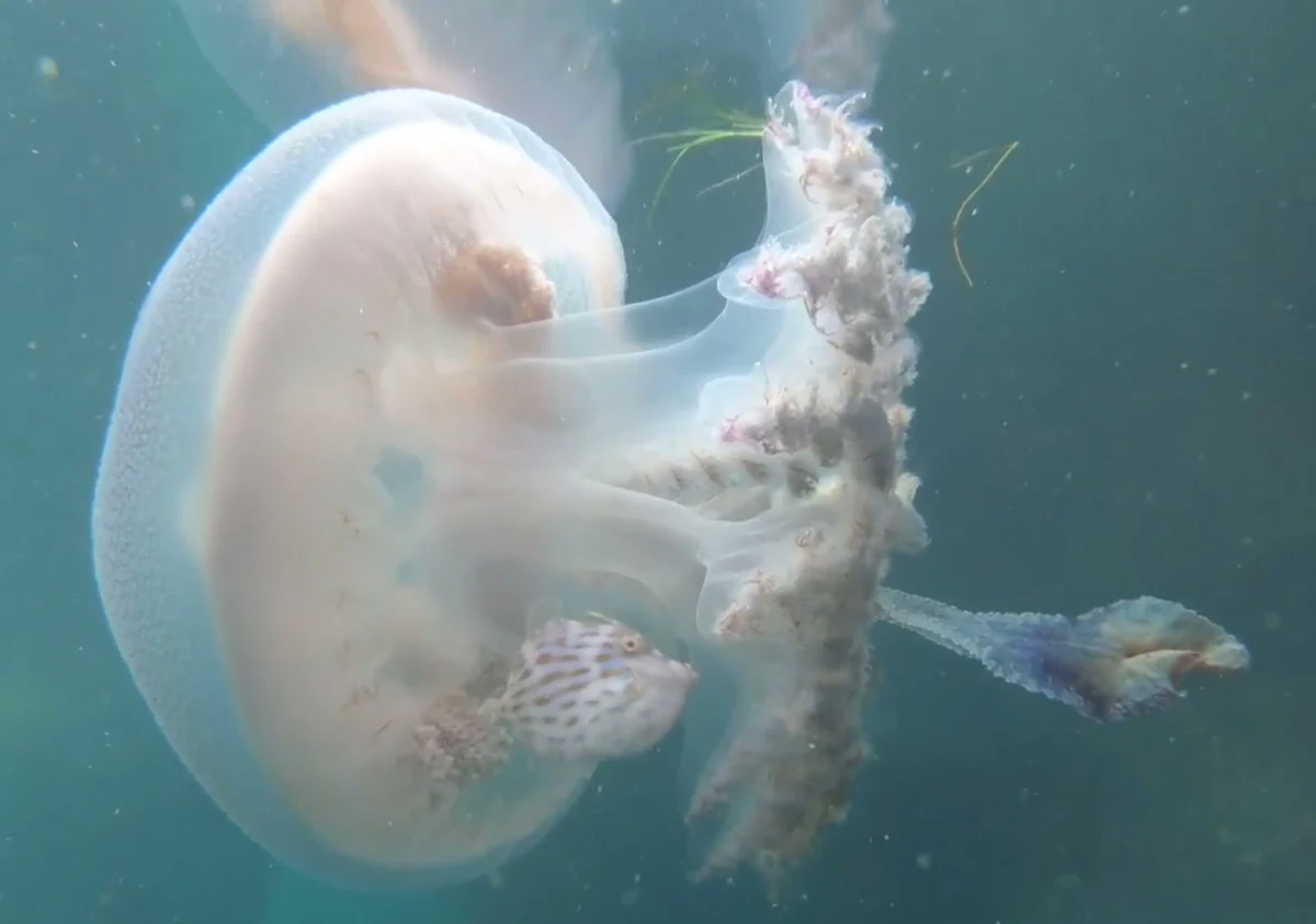 Na interesujący widok w wodach opływających Australię natknęła się Jules Casey. Udało jej się uwiecznić rybę, która znalazła schronienie przed drapieżnikami na tle wielkiej meduzy. To się nazywa dobry kamuflaż! 