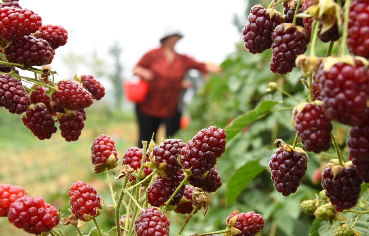 "Ten sezon jest dla nas praktycznie przegrany" - mówią w rozmowie z RMF FM hodowcy malin. Wczoraj w Ministerstwie Rolnictwa prosili o interwencję, ale usłyszeli, że doraźnych działań nie będzie. Wielu plantatorów od poniedziałku nie zbiera owoców – to protest przeciwko niskim cenom w skupach.