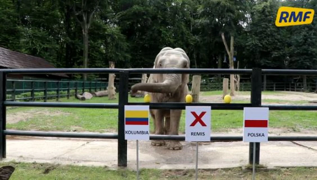 W tym roku podczas mundialu w Rosji wyniki meczów polskiej reprezentacji typuje słonica Citta z krakowskiego zoo. Mogliście już ją poznać przy okazji Euro 2012. Dziś przed południem Citta wskazała zwycięzcę w spotkaniu Polska-Kolumbia… 