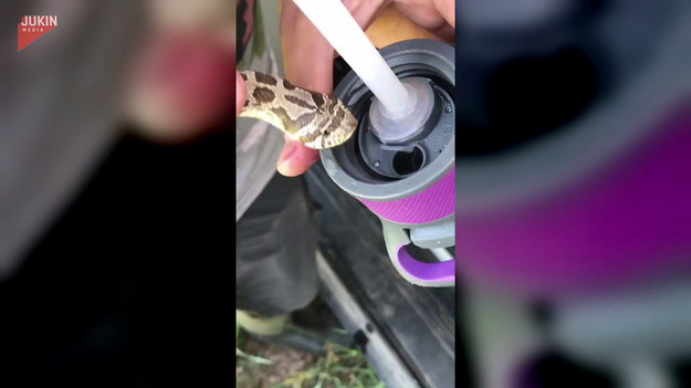 Pewna para biologów napotkała na swojej drodze węża, który wyglądał na spragnionego. Postanowili mu pomóc. W tym celu, podnieśli gada i przystawili go do źródła wody, by ten mógł ugasić pragnienie.