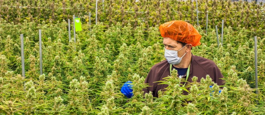 Zwolennicy tak zwanej medycznej marihuany twierdzą, że oparte na obecnych w niej substancjach aktywnych preparaty uśmierzają przewlekły ból, w tym neuropatyczny. Badacze ze Swedish Medical Center's Trauma Research Department w Englewood w Colorado zadali sobie pytanie, czy podobne twierdzenia dają się uzasadnić w przypadku ostrego bólu, towarzyszącego na przykład wypadkom komunikacyjnym. Wyniki przeprowadzonych przez nich wstępnych badań wskazują, że w takim przypadku marihuana nie tylko nie łagodzi cierpienia, ale wręcz obniża próg bólu. Jak pisze w najnowszym numerze czasopismo "Patient Safety in Surgery", ofiary wypadków, pozostające pod wpływem marihuany, wymagają większej ilości środków przeciwbólowych.