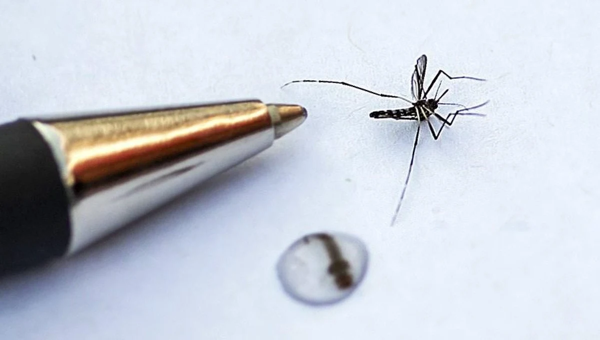 Francja, Niemcy i Szwajcaria jednoczą siły w walce z groźnymi komarami tygrysimi. Kraje te stworzyły za wiele milionów euro specjalny system "szybkiego reagowania" o nazwie "Tiger" - czyli po polsku "tygrys".