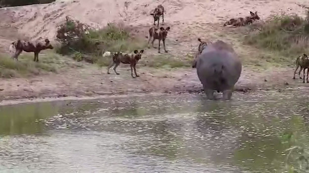Hipopotam został zauważony przez podróżnika podczas przejeżdżaniu przez park narodowy. Duże, majestatyczne zwierzę wychodziło właśnie z wody, kiedy nagle zostało okrążone przez stado dzikich psów. Jak to się skończy? Zobaczcie sami. 