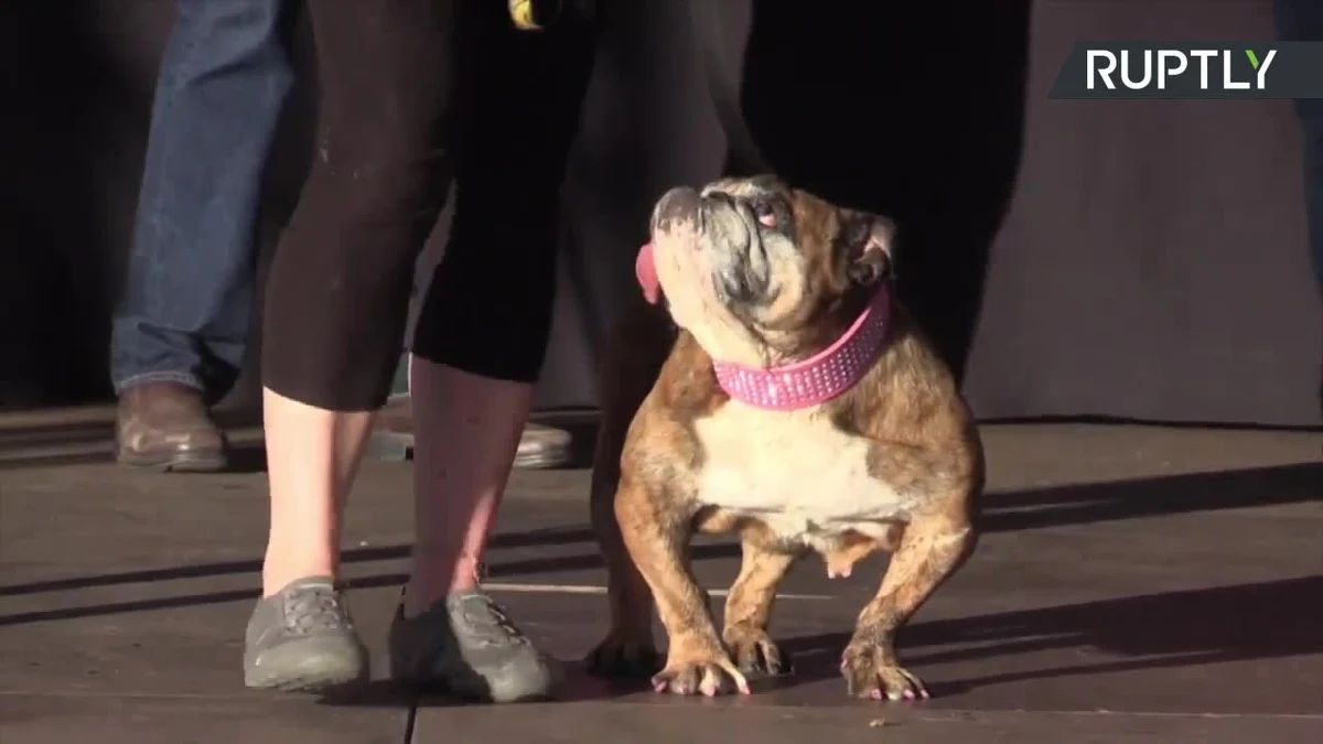 23 czerwca w Kalifornii odbyła się 30. edycja konkursu na najbrzydszego psa świata. Zwyciężył buldog angielski Zsa-Zsa, który zauroczył jurorów swoim wyjątkowo długim językiem zwisającym z pyska. Jego właścicielka Megan dostała nagrodę wysokości 1500 dolarów. Imię psa to hołd dla amerykańskiej aktorki węgierskiego pochodzenia Zsa-Zsy Gabor.