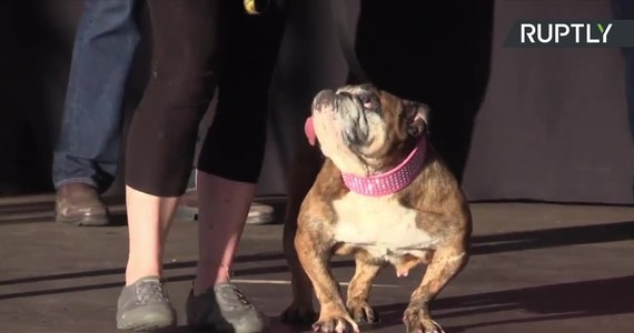23 czerwca w Kalifornii odbyła się 30. edycja konkursu na najbrzydszego psa świata. Zwyciężył buldog angielski Zsa-Zsa, który zauroczył jurorów swoim wyjątkowo długim językiem zwisającym z pyska. Jego właścicielka Megan dostała nagrodę wysokości 1500 dolarów. Imię psa to hołd dla amerykańskiej aktorki węgierskiego pochodzenia Zsa-Zsy Gabor.