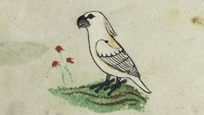 Rysunek kakadu w XIII-wiecznym manuskrypcie. Naukowcy pytają, jak ptak trafił do Europy? 
