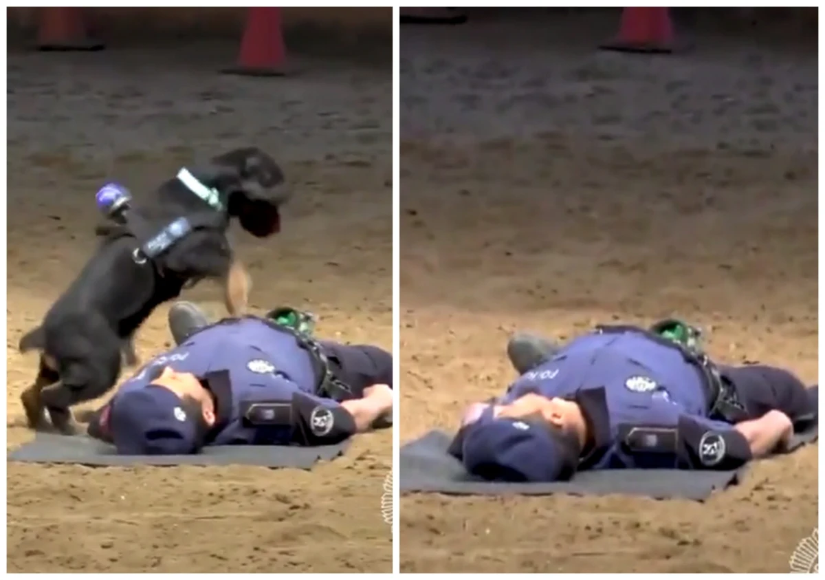 Z tym psem nie zginiesz! Maluch przygotowywany do roli psa policyjnego zaprezentował na szkoleniu w stolicy Hiszpanii Madrycie coś, co z boku wygląda na… masaż serca! Kiedy policjant padł na ziemię, pupil o wdzięcznym imieniu Poncho dopadł mężczyznę i postanowił przywrócić go do życia.