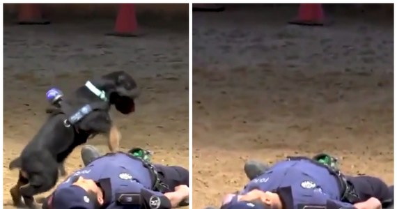 Z tym psem nie zginiesz! Maluch przygotowywany do roli psa policyjnego zaprezentował na szkoleniu w stolicy Hiszpanii Madrycie coś, co z boku wygląda na… masaż serca! Kiedy policjant padł na ziemię, pupil o wdzięcznym imieniu Poncho dopadł mężczyznę i postanowił przywrócić go do życia.
