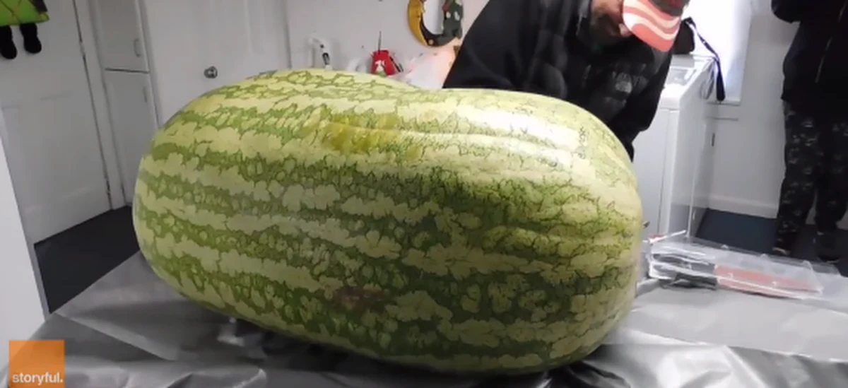 Dwóch rolników z amerykańskiego stanu Michigan wyhodowało gigantycznego arbuza. Ważył ponad 130 kg. Hodowcy postanowili nagrać swoje zmagania z ogromnym owocem. Jego rozcięcie zajęło im ponad minutę. Następnie zaprezentowali jego wnętrze.