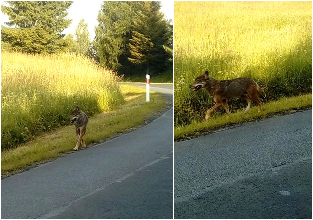 8-letnia dziewczynka i 10-letni chłopiec pogryzieni w Bieszczadach przez wilka opuścili szpital. We wtorek wieczorem dzieci zostały przewiezione do szpitala w Lesku na Podkarpaciu. Miały rany szarpane. 