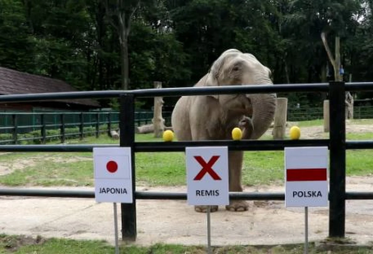 W tym roku podczas mundialu w Rosji wyniki meczów polskiej reprezentacji typuje słonica Citta z krakowskiego zoo. Mogliście już ją poznać przy okazji Euro 2012. Dziś przed południem Citta wskazała zwycięzcę w spotkaniu Polska-Japonia…