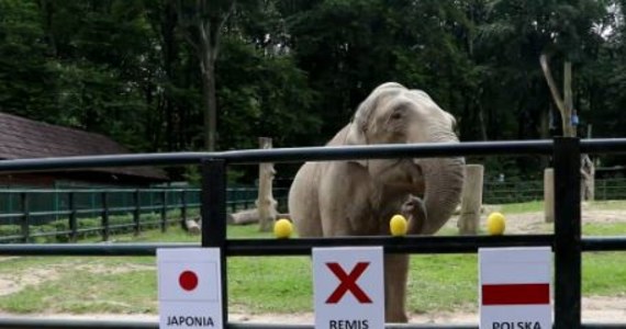 W tym roku podczas mundialu w Rosji wyniki meczów polskiej reprezentacji typuje słonica Citta z krakowskiego zoo. Mogliście już ją poznać przy okazji Euro 2012. Dziś przed południem Citta wskazała zwycięzcę w spotkaniu Polska-Japonia…