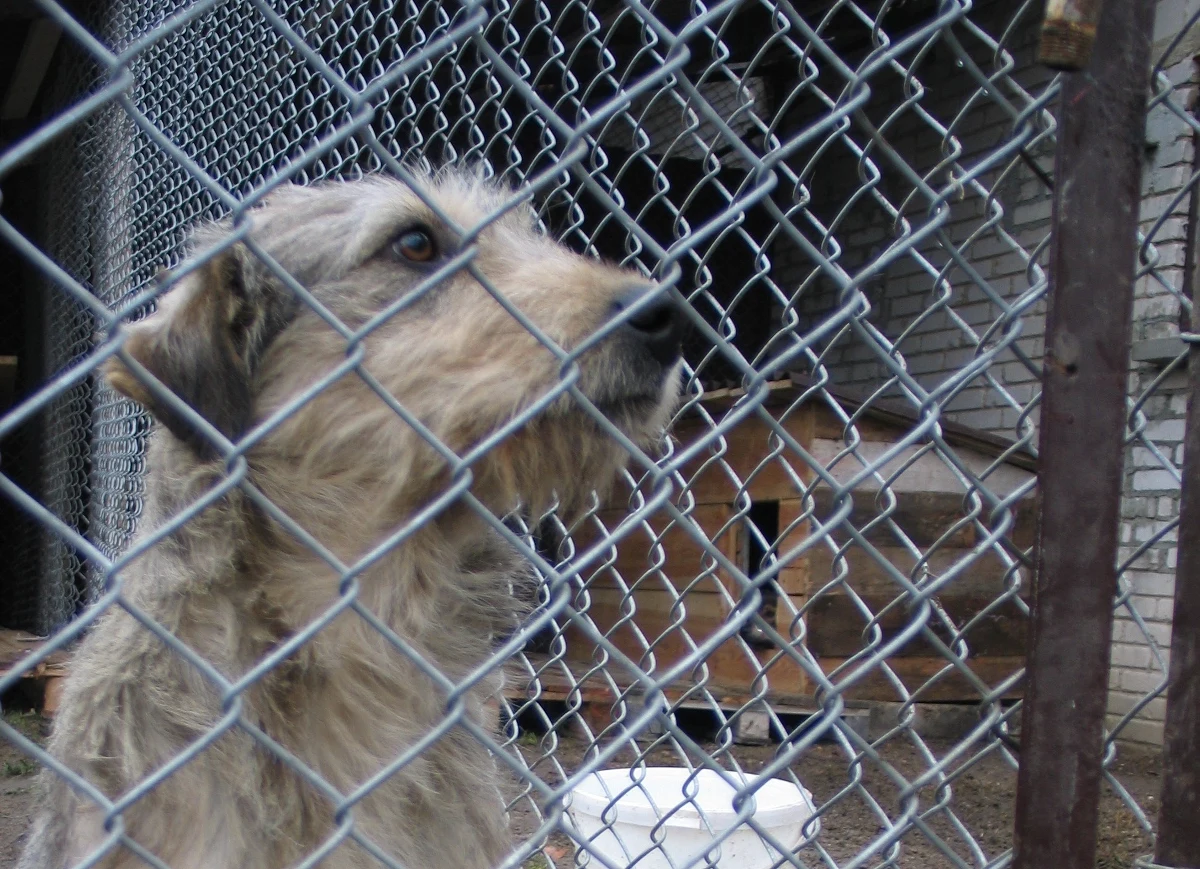 Krakowskie Towarzystwo Opieki nad Zwierzętami już po raz ósmy organizuje Marsz Azylanta. W sobotę 30 czerwca o 10 kilkadziesiąt psów adoptowanych z krakowskiego schroniska dla bezdomnych zwierząt przejdzie przez stolicę Małopolski. 