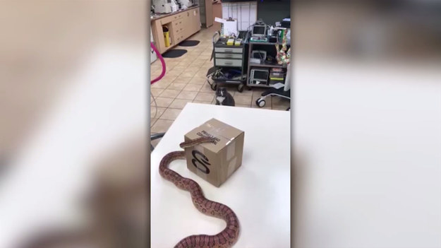 Właściciele nagrali zabawną reakcję swojego kota na pierwsze spotkanie za wężem. Zobaczcie sami. 