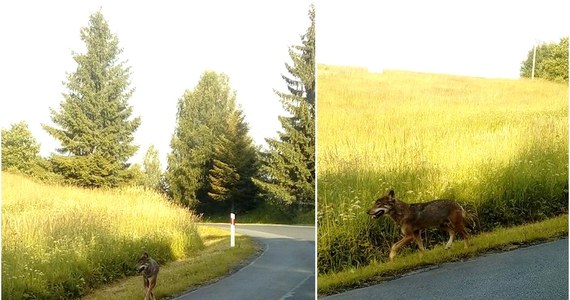 Wykluczono wściekliznę u zwierzęcia, które we wtorek pogryzło dzieci w Bieszczadach. Według świadków zdarzenia i lekarzy weterynarii, którzy go oglądali osobnik "zewnętrznie wygląda na wilka" i "ma jego cechy budowy ciała".