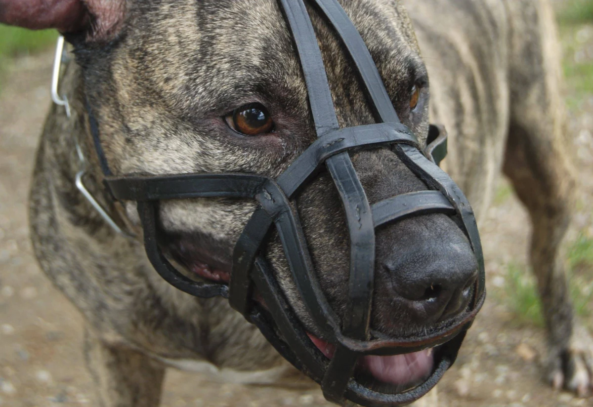 W ciężkim stanie do Centrum Zdrowia Dziecka w Warszawie trafiła dwójka dzieci pogryzionych przez psa. Jak informuje policja chodzi o rasę amstaff. Poszkodowani zostali ośmiomiesięczna dziewczynka i trzyletni chłopiec. Są rodzeństwem. Do zdarzenia doszło w miejscowości Łomia w powiecie mławskim na Mazowszu. Rodzice dzieci mają zostać przesłuchane w piątek. 