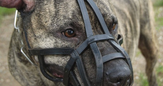 W ciężkim stanie do Centrum Zdrowia Dziecka w Warszawie trafiła dwójka dzieci pogryzionych przez psa. Jak informuje policja chodzi o rasę amstaff. Poszkodowani zostali ośmiomiesięczna dziewczynka i trzyletni chłopiec. Są rodzeństwem. Do zdarzenia doszło w miejscowości Łomia w powiecie mławskim na Mazowszu. Rodzice dzieci mają zostać przesłuchane w piątek. 