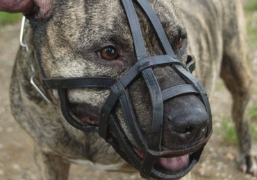 Amstaff zaatakował maleńkie dzieci. Walczą w szpitalu o życie  