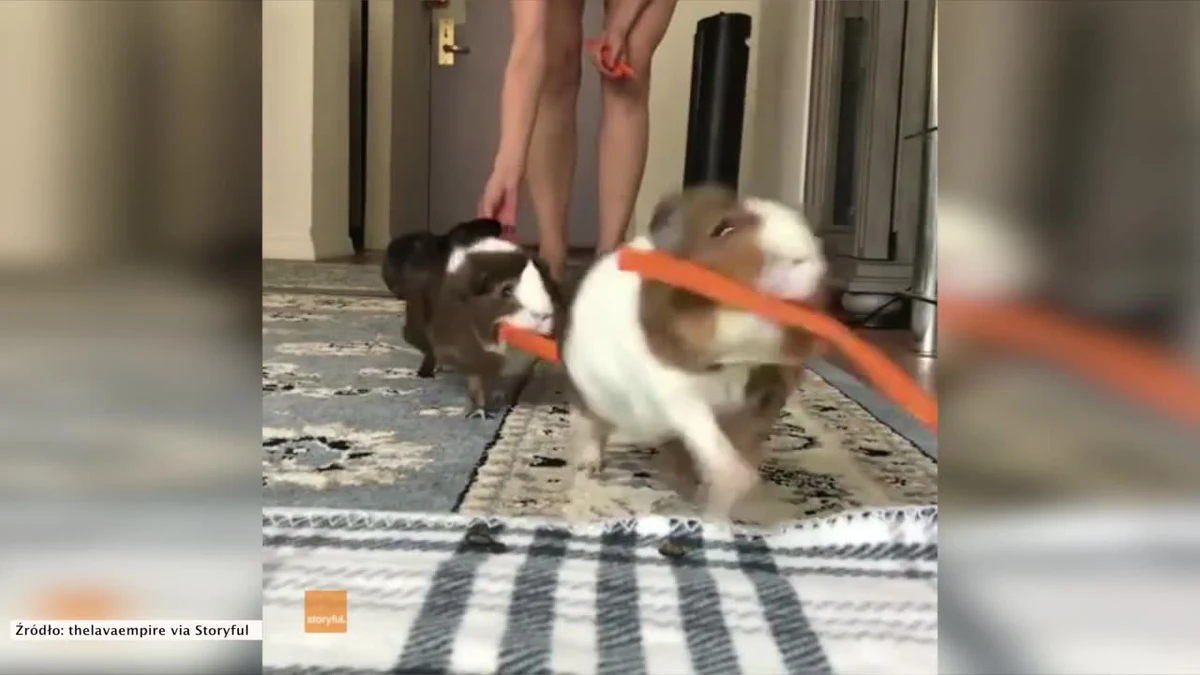 Świnki morskie grzecznie czekające w kolejce po marchewkę. Potem trzymając "zdobycz" w pyszczku jedna po drugiej pędzą, by ją schrupać. Są cudaczne. Zobaczcie film!