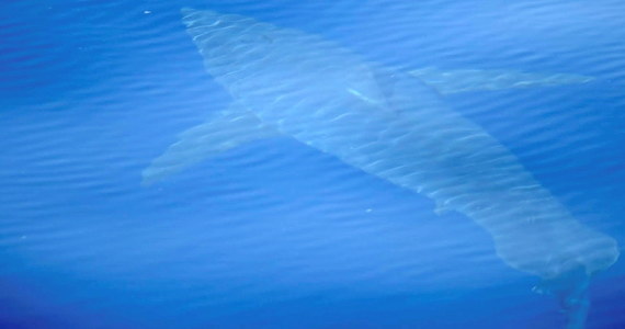 ​W pobliżu Majorki, hiszpańskiej wyspy na Morzu Śródziemnym, po raz pierwszy od co najmniej 30 lat zauważono żarłacza białego. To gatunek potencjalnie niebezpieczny dla człowieka - bywa nazywany rekinem ludojadem. 