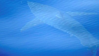 Rekin ludojad u wybrzeży Majorki. Pierwszy od kilkudziesięciu lat