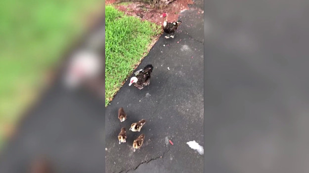 Mężczyzna nagrał wideo, na którym widzimy jak podczas spaceru został otoczony przez stado kaczek. 