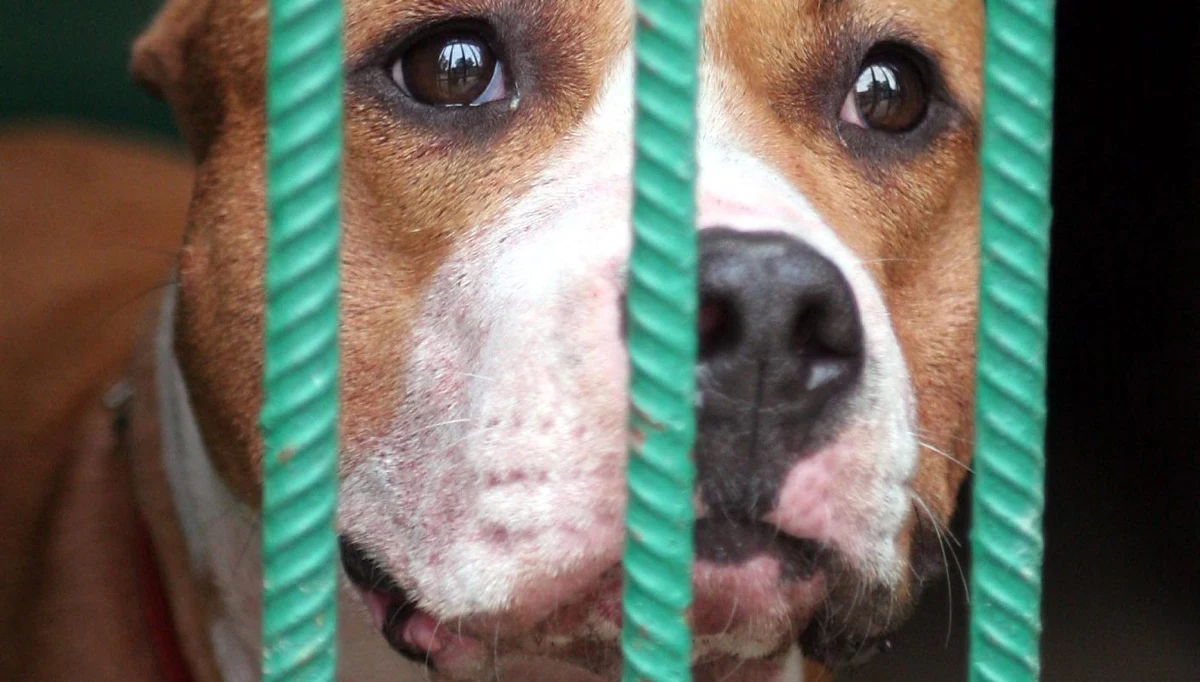 Nawet do pięciu lat więzienia grozi ojcu dwójki dzieci, które w ubiegłym tygodniu zostały dotkliwie pogryzione przez psa rasy amstaff w miejscowości Łomia na Mazowszu. Mężczyzna usłyszał dziś zarzuty. Ośmiomiesięczna dziewczynka i trzyletni chłopiec w ciężkim stanie trafili do Centrum Zdrowia Dziecka. Mężczyzna odpowie za narażenie dzieci na bezpośrednie zagrożenie życia i ciężkiego uszczerbku na zdrowiu. Prokuratura zastosowała wobec niego policyjny dozór.