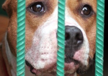 Amstaff dotkliwie pogryzł dzieci. Ich ojciec usłyszał zarzuty