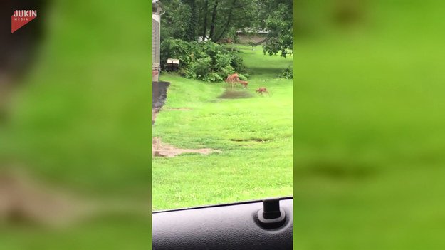 Osoba przejeżdżając drogą, zauważyła rodzinę jeleni - mama wraz z młodymi. Uroczy widok. 