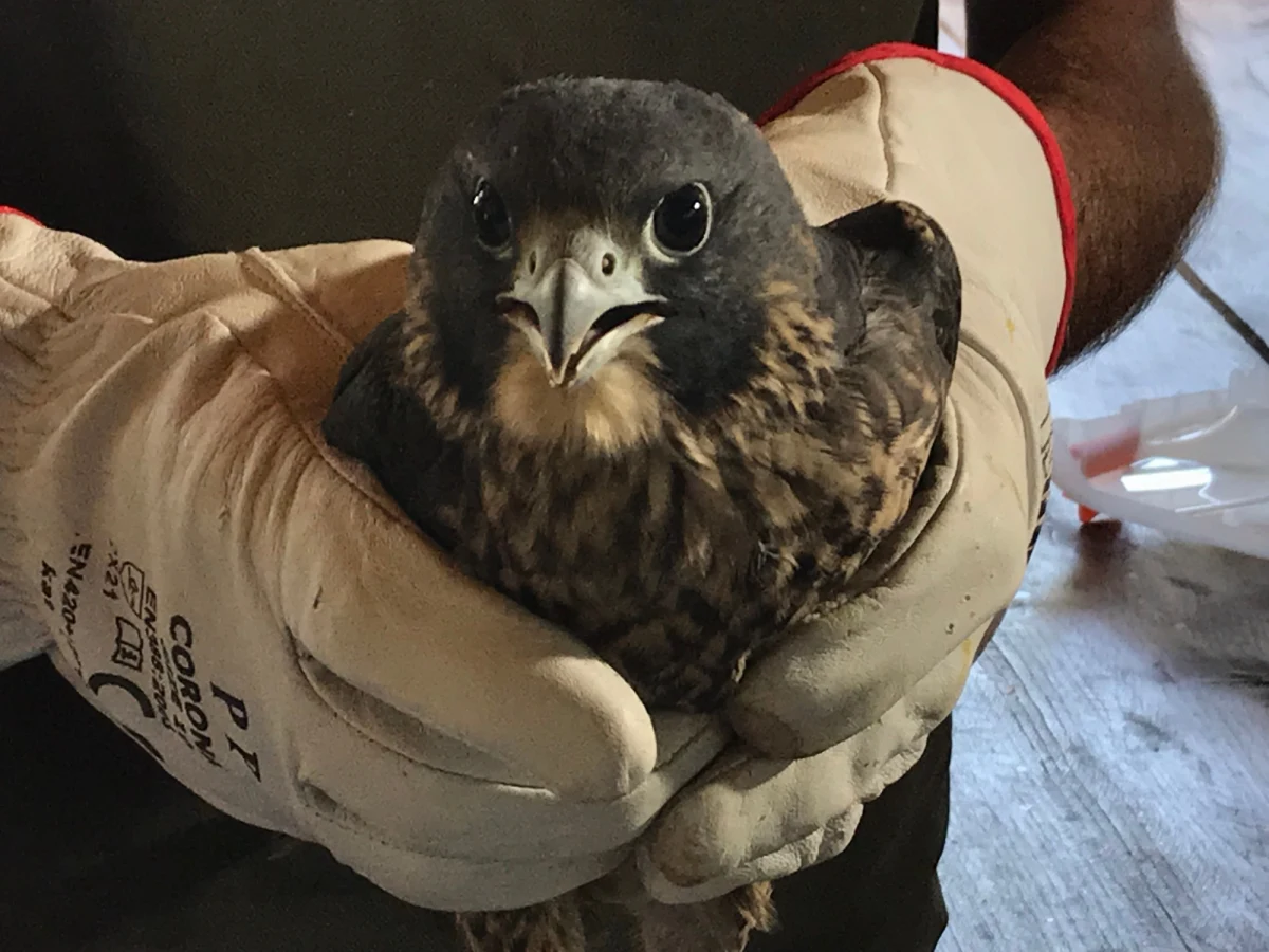 14 sokołów zostało dziś wypuszczonych do sztucznych gniazd w okolicach Żmigrodu na Dolnym Śląsku. Wcześniej młode ptaki zostały zaszczepione i zaobrączkowane. Po przewiezieniu do lasu umieszczono je w specjalnych wolierach na wysokości kilkunastu metrów.