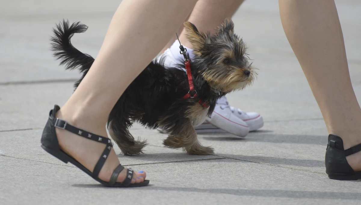 Niecodzienna interwencja policjantów z Zabrza. Funkcjonariusze uratowali yorka, który wpadł do studzienki kanalizacyjnej. Piesek trafił do miejskiego schroniska dla zwierząt. 