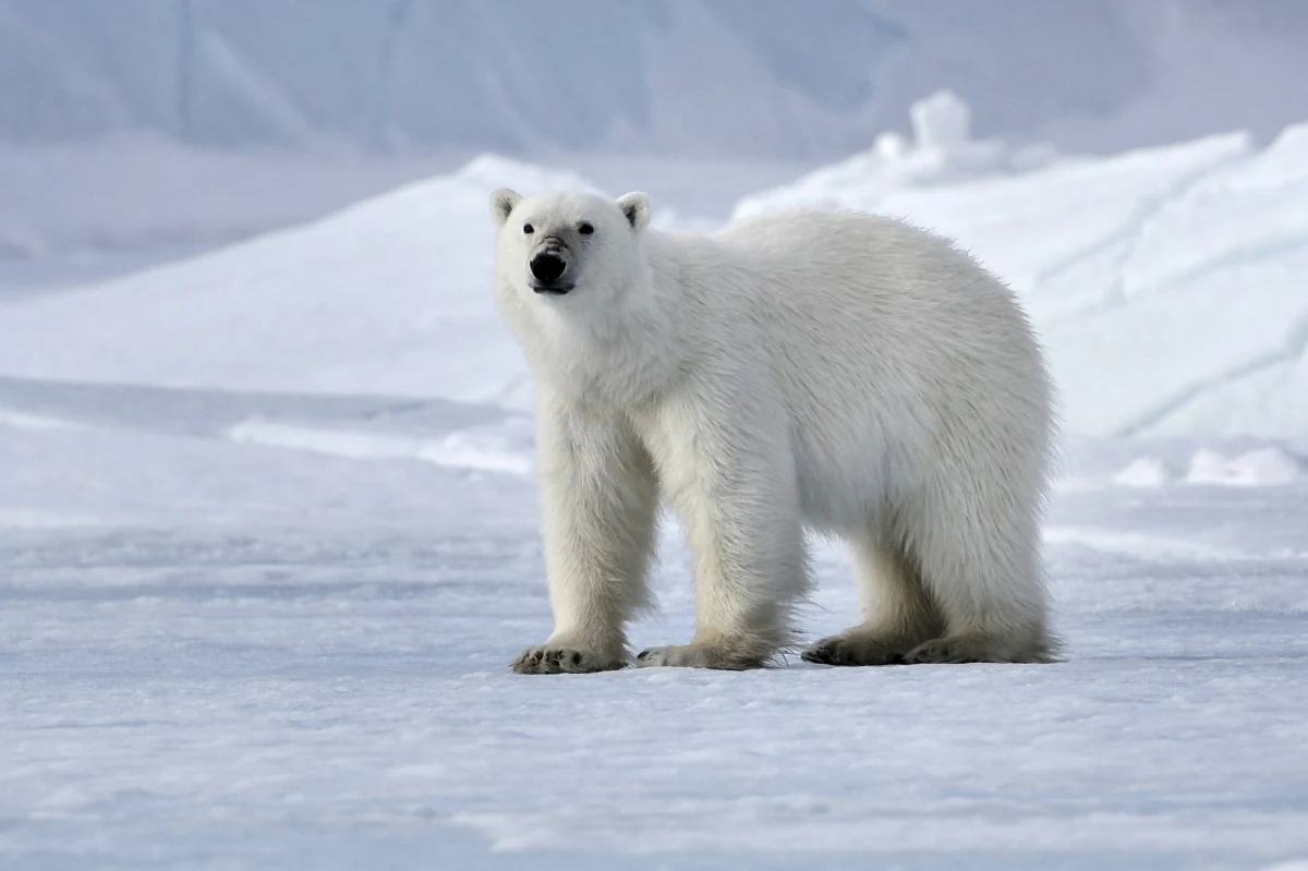 Niedźwiedź polarny zaatakował mężczyznę podczas jego wizyty na jednej z wysp należących do archipelagu arktycznego Kanady - Sentry Island. 31-latek chronił swoje dzieci, nie przeżył starcia ze ssakiem - podaje CNN.