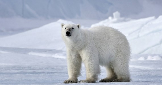 Niedźwiedź polarny zaatakował mężczyznę podczas jego wizyty na jednej z wysp należących do archipelagu arktycznego Kanady - Sentry Island. 31-latek chronił swoje dzieci, nie przeżył starcia ze ssakiem - podaje CNN.