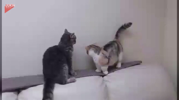 W nagraniu widzimy zaciętą walkę dwóch kotów. O co mogło pójść? 