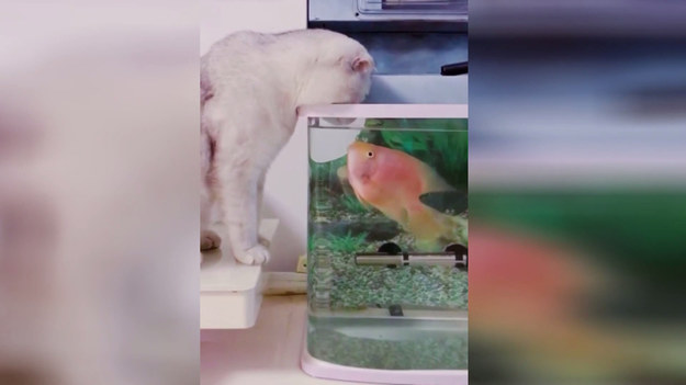 Kot zainteresował się rybą pływającą w akwarium. Kiedy pochylił się nad naczyniem, ryba zrobiła coś niespodziewanego. Zobaczcie sami. 