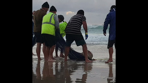 Grupa australijskich rybaków uratowała rekina, który zaplątany w sieci dotarł aż na plażę. 
