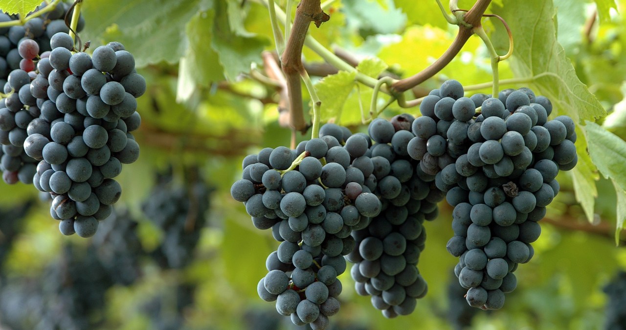 Twoje winogrona będą najsłodsze w okolicy. Wystarczy, iż w lipcu zrobisz to