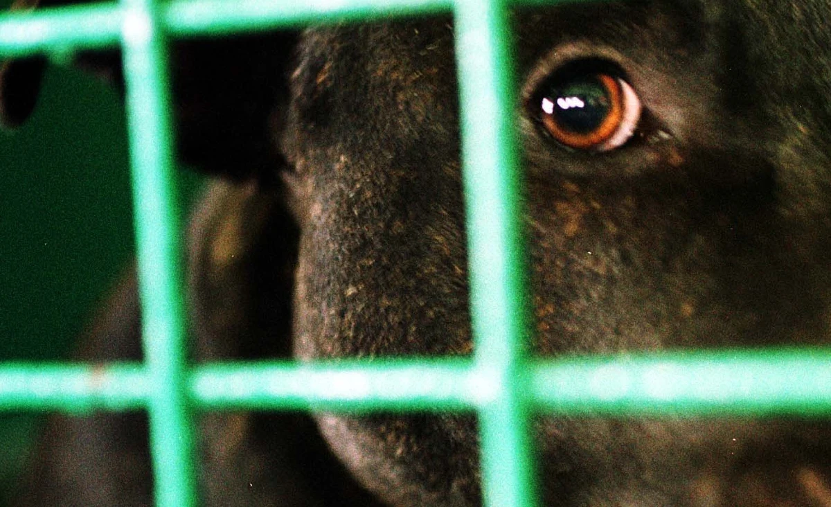 10-letnia dziewczynka pogryziona przez psa w Piotrkowie Trybunalskim. Dziecko trafiło do szpitala. 