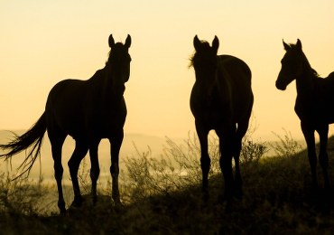 Dolnośląskie: 10-latka poszkodowana w wypadku na obozie jeździeckim