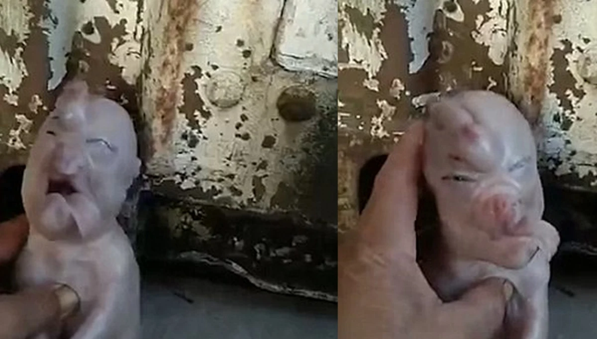 ​Prosiak z przedziwną twarzą i “trąbą" wystającą z czoła urodził się w południowo-wschodnich Chinach. Jedni mieszkańcy nazywają zwierzę "mutantem", a inni twierdzą, że przypomina... ludzkiego noworodka.