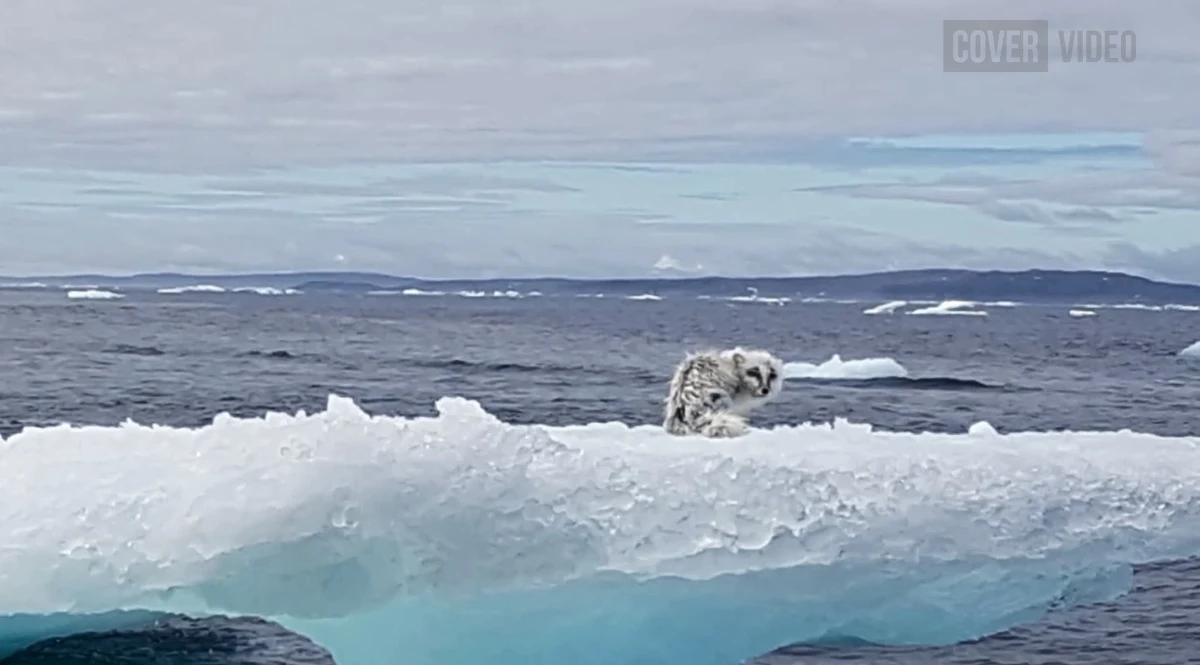 W Kanadzie wygłodzony lis polarny utknął na topniejącym skrawku góry lodowej. Para, która w tym dniu wybrała się na połów krabów, na początku myślała, że to mała foka. Mallory Harrigani i jej chłopak Cliff Russell, aby uratować przerażonego lisa, musieli rozkuć lód i wyłowić go z wody. Następnie wypuścili go na wolność. 