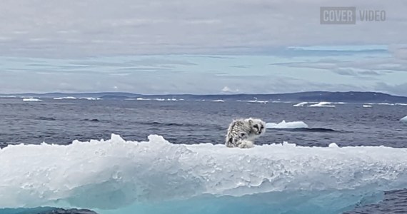 W Kanadzie wygłodzony lis polarny utknął na topniejącym skrawku góry lodowej. Para, która w tym dniu wybrała się na połów krabów, na początku myślała, że to mała foka. Mallory Harrigani i jej chłopak Cliff Russell, aby uratować przerażonego lisa, musieli rozkuć lód i wyłowić go z wody. Następnie wypuścili go na wolność. 